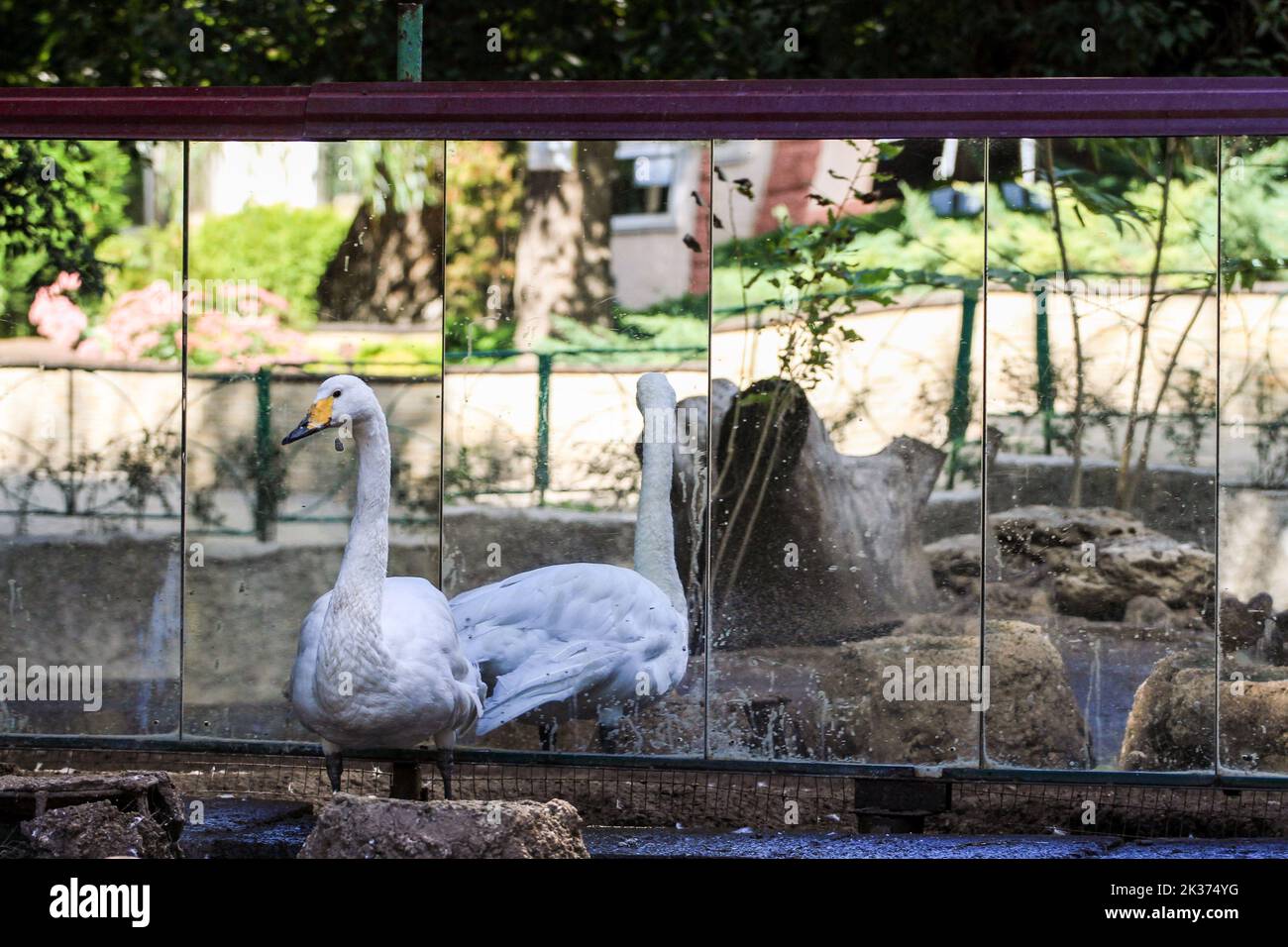 A swan seen standing near the mirror. One of the oldest in Ukraine, the Odessa Zoo was established in September 1922 In honor of the centenary of the zoo, solemn events were held:1.? memorial plaque was opened to its first director Heinrich Beizert. 2.Ukrposhta issued a special envelope and a stamp. The circulation is limited, only 200 pieces. Stamp cancellation was carried out right at the zoo. 3.Together with the Odessa mayor Gennady Trukhanov, the director of the zoo, Igor Belyakov, opened a new lion cub.In April, a pair of white lions from the Feldman Ecopark in Kharkiv arrived in Odessa. Stock Photo