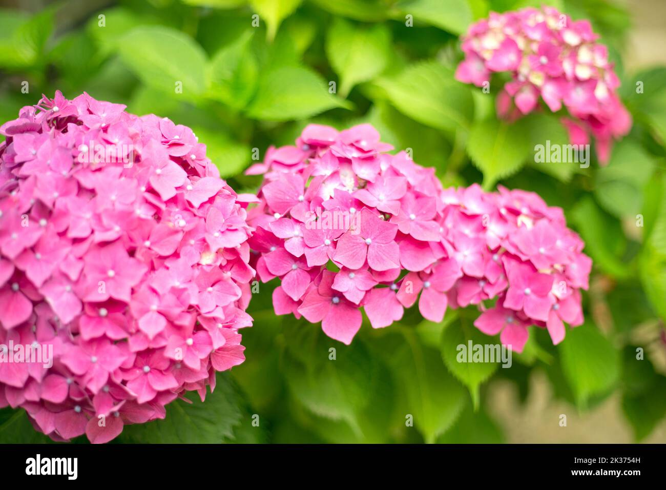 Close up vivid pink hortensia fresh flowers blur background Stock Photo ...