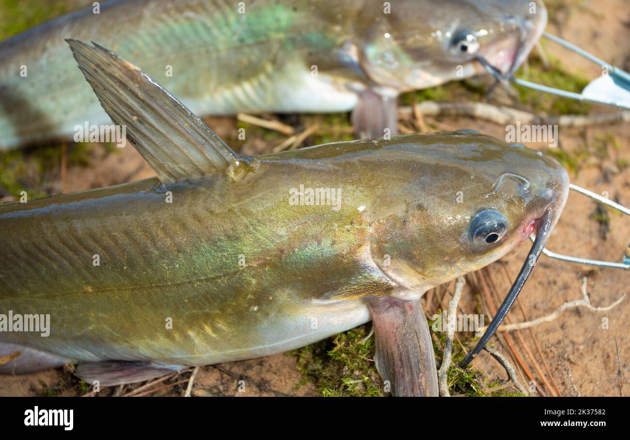 Stringer of fish hi-res stock photography and images - Page 2 - Alamy