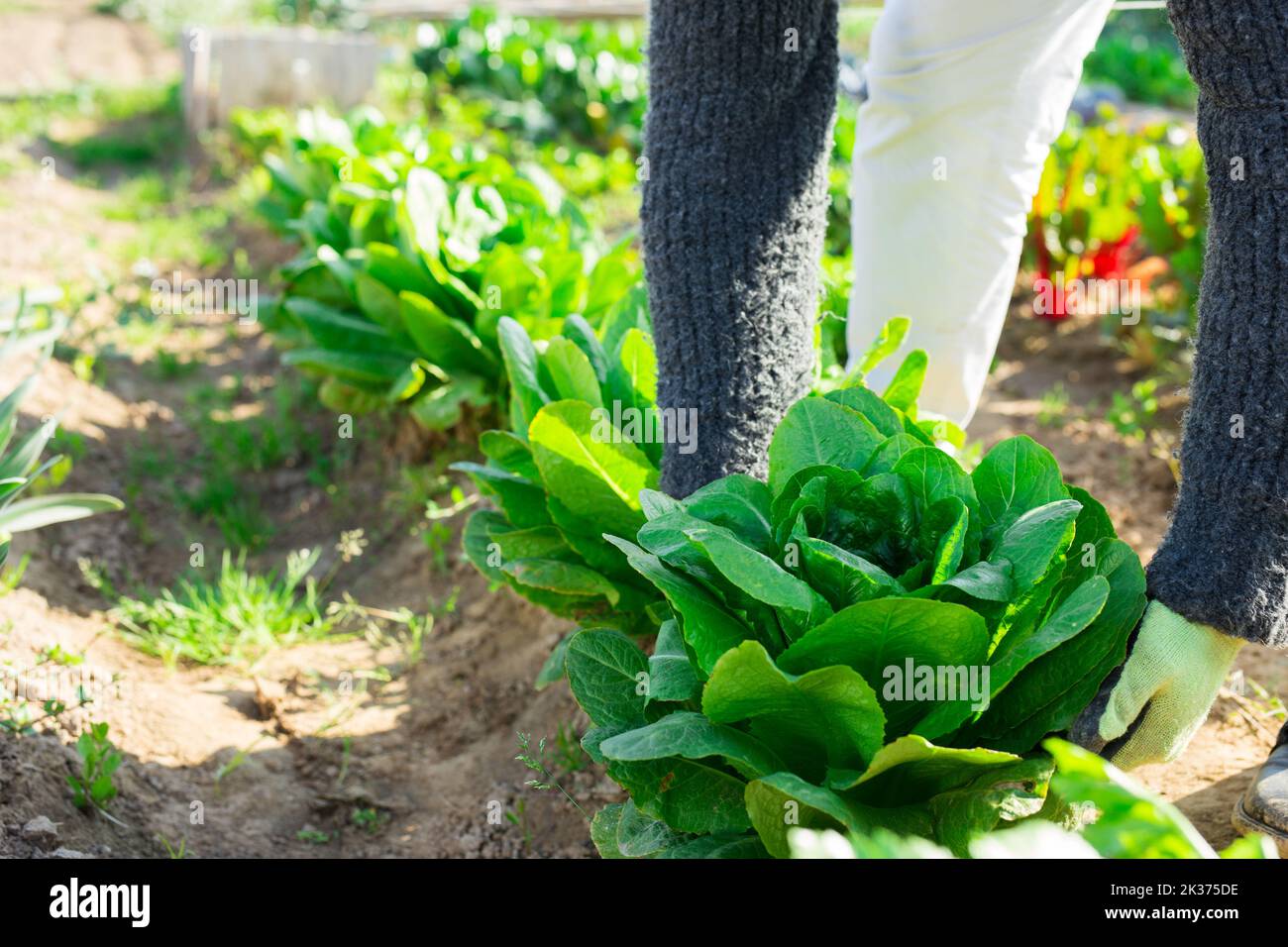 Growing bushes of spinach in the kitchen garden Stock Photo Alamy