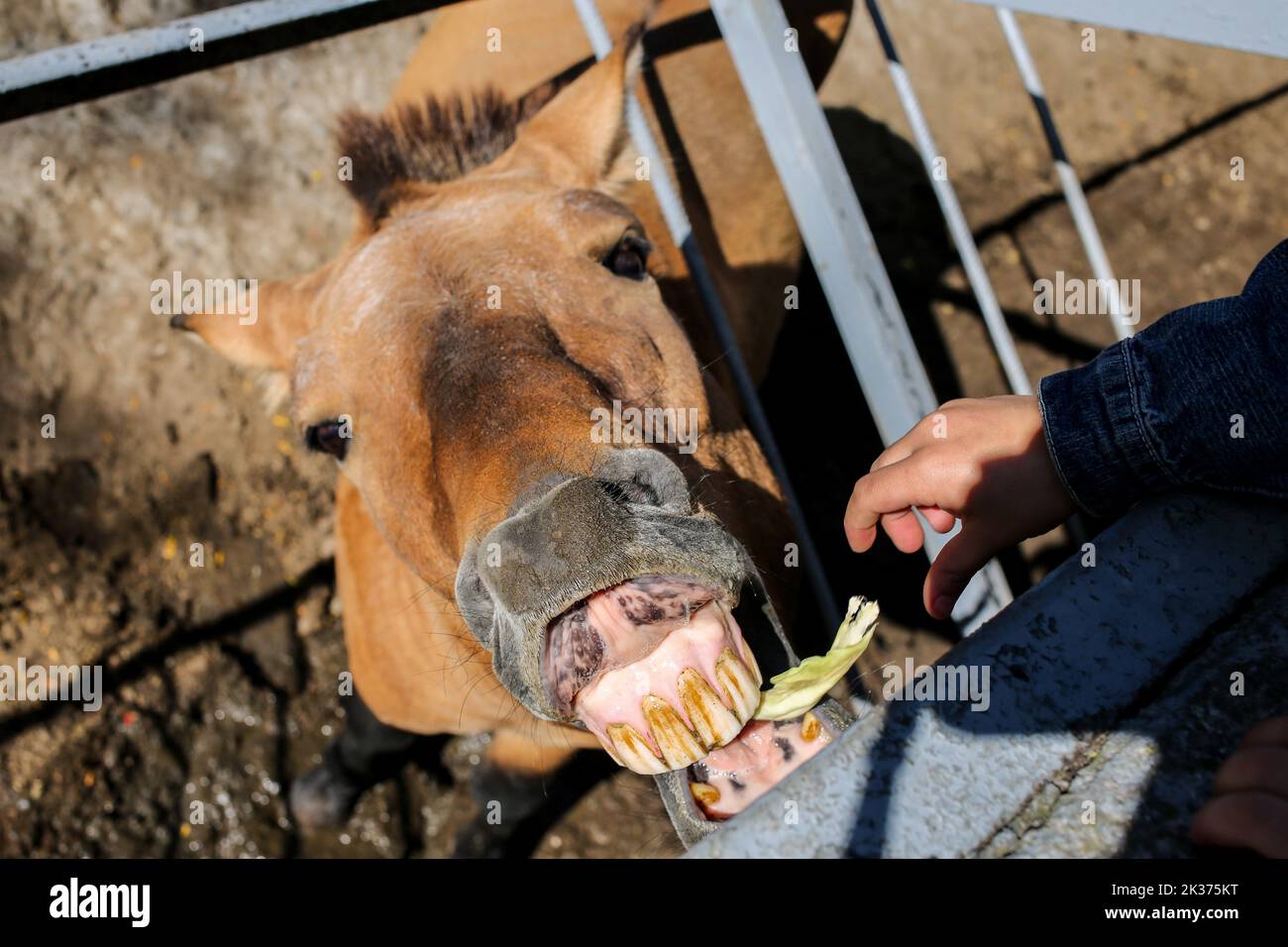 Przewalski's horse is seen eating. One of the oldest in Ukraine, the Odessa Zoo was established in September 1922 In honor of the centenary of the zoo, solemn events were held:1.? memorial plaque was opened to its first director Heinrich Beizert. 2.Ukrposhta issued a special envelope and a stamp. The circulation is limited, only 200 pieces. Stamp cancellation was carried out right at the zoo. 3.Together with the Odessa mayor Gennady Trukhanov, the director of the zoo, Igor Belyakov, opened a new lion cub.In April, a pair of white lions from the Feldman Ecopark in Kharkiv arrived in Odessa. Kh Stock Photo