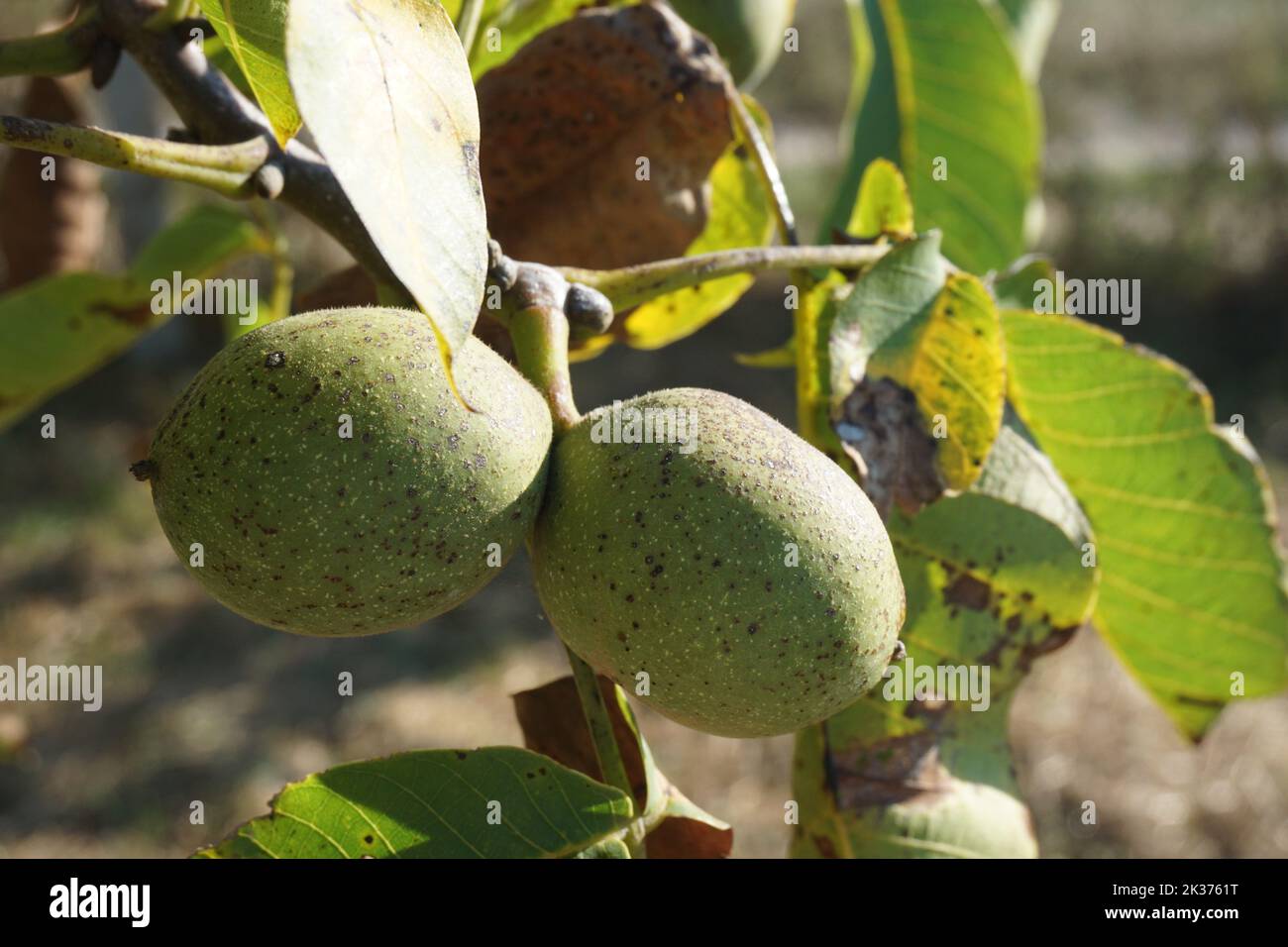 two organic pears stuck together on tree branch Stock Photo