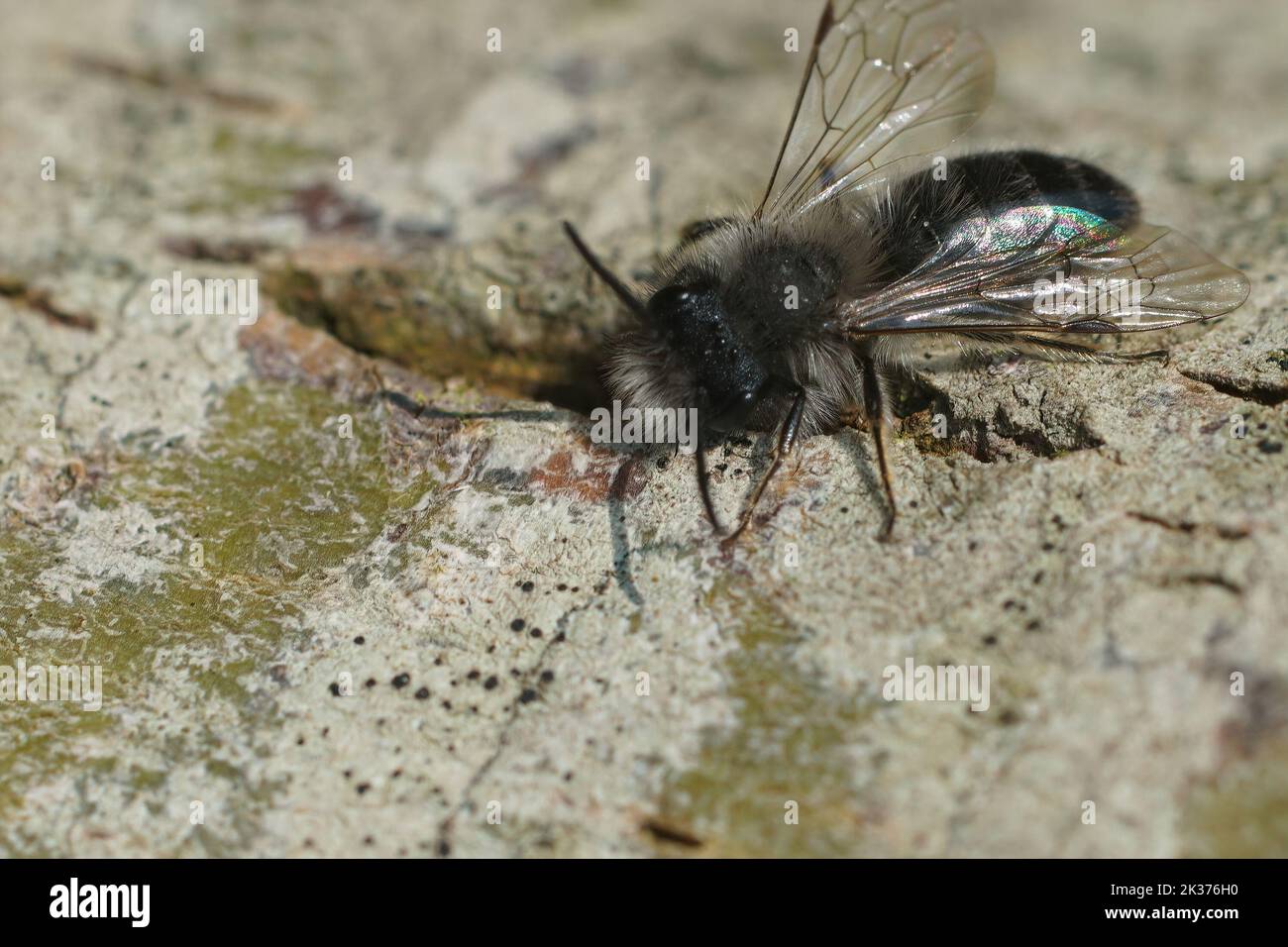 Closeup on a fresh emerged male of the endangered nyctemeral miner , Andrena nycthemera sitting on a pole outdoors Stock Photo