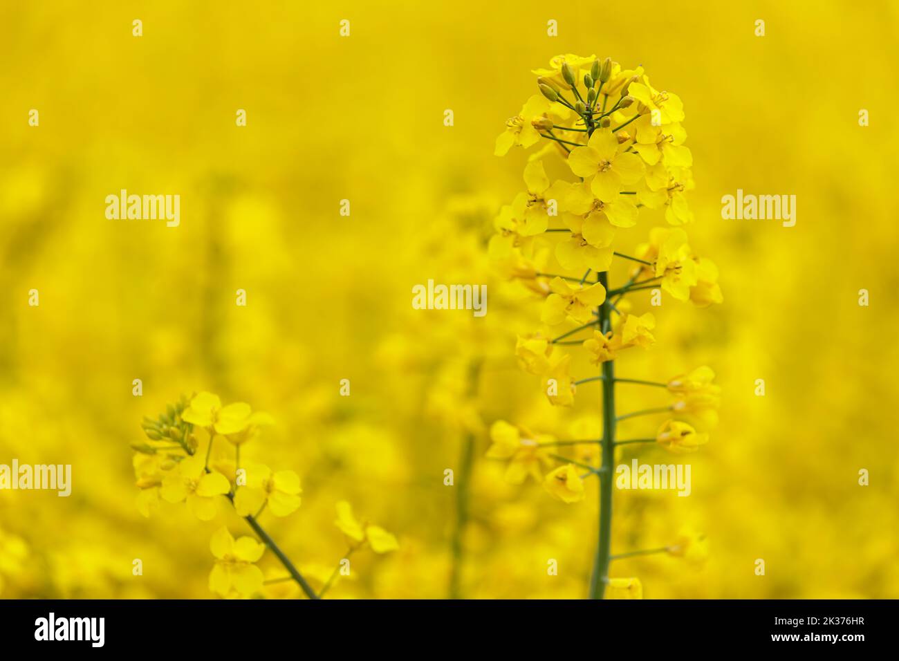 Rapeseed blossom in a rapeseed field Stock Photo
