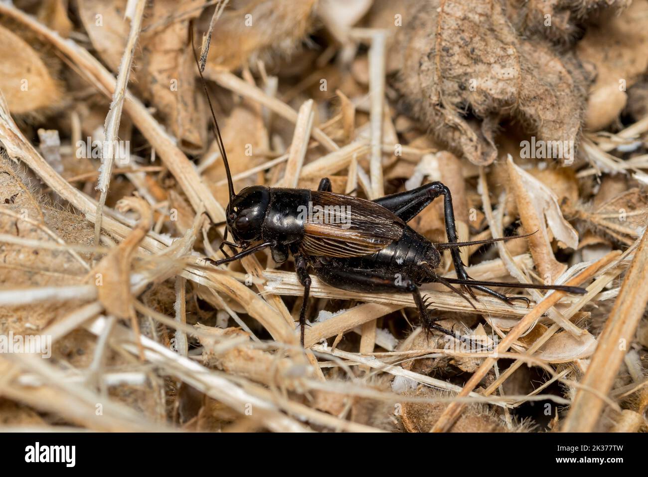 Closeup of Field Cricket. Pest control, insect and nature conservation concept. Stock Photo