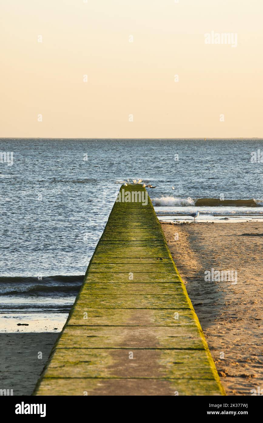 Möwen und Strand Stock Photo