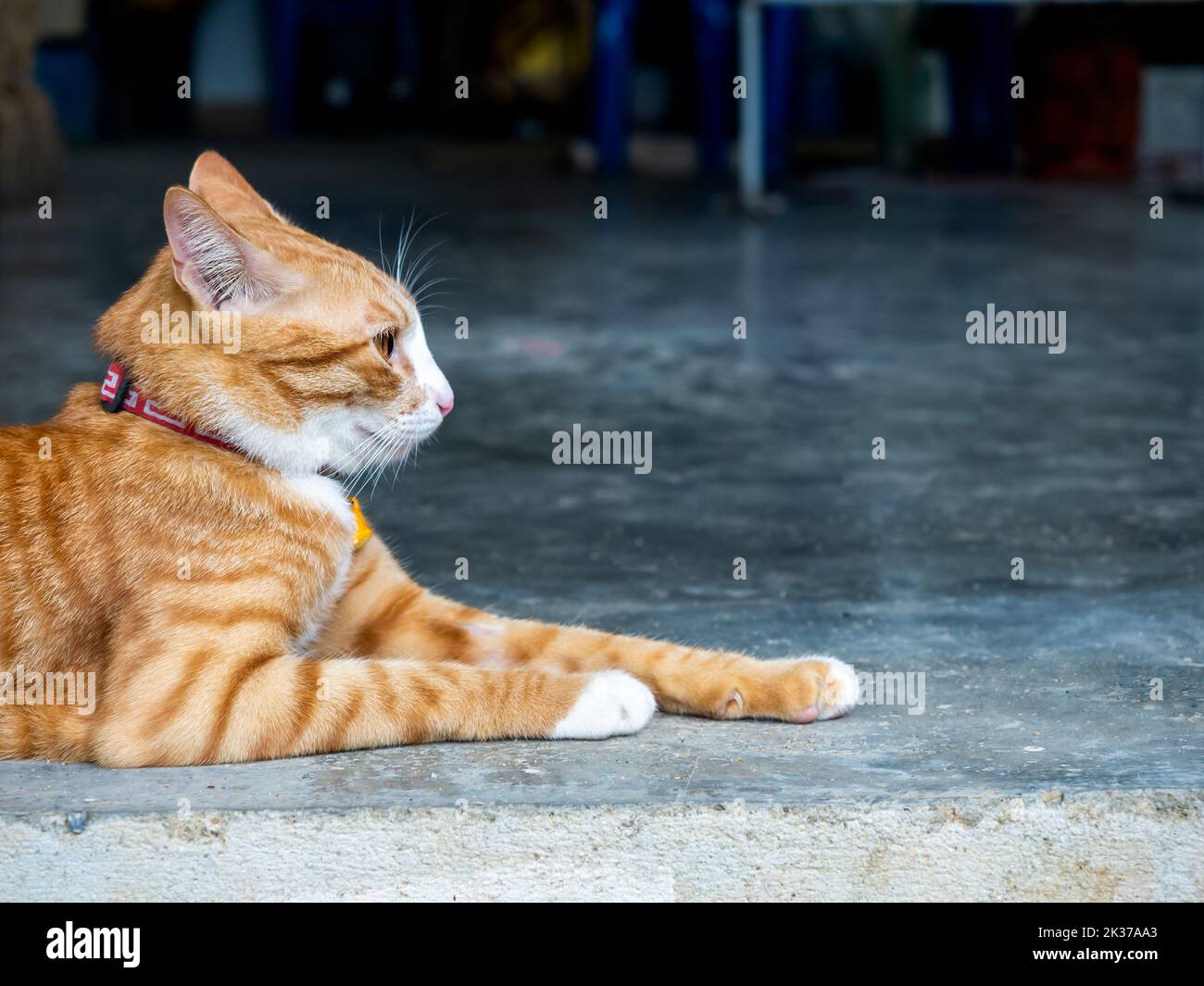 Close-up portrait of cute lazy young ginger cat looking out while relaxing lying on concrete ground floor with copy space. Stock Photo