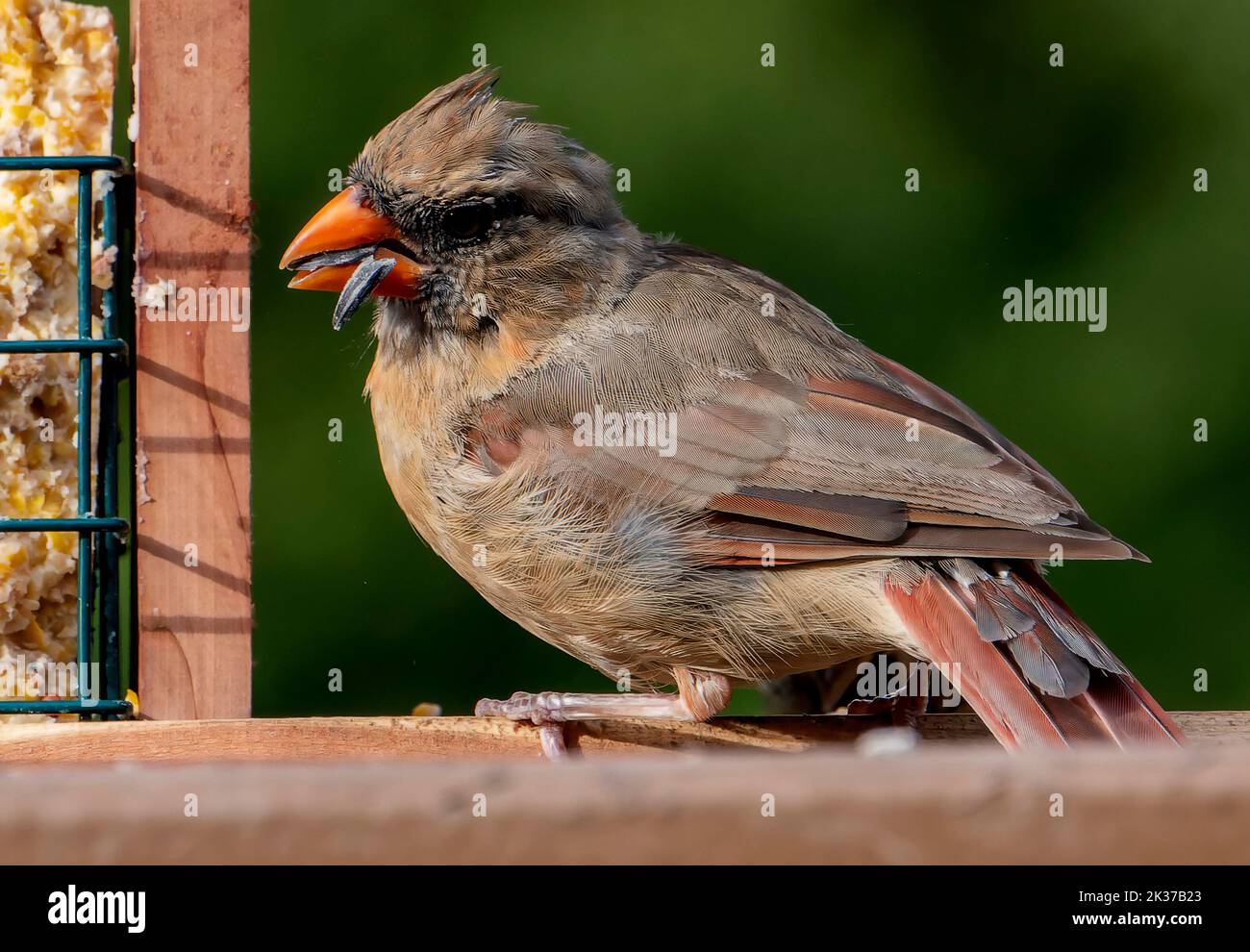 Molting female Northern Cardinal on the bird feeder Stock Photo