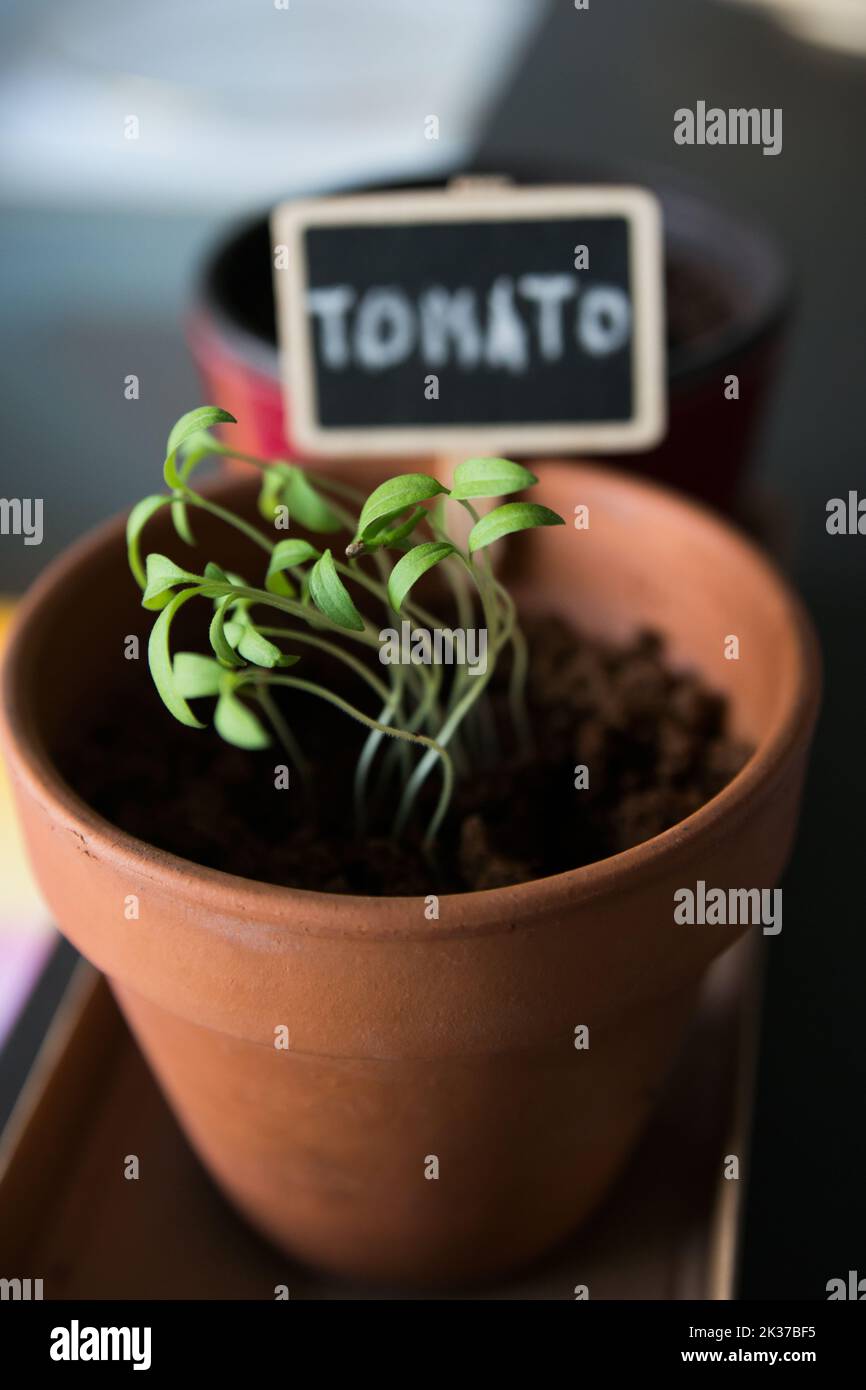 Close up of small tomato plants growing in a clay pot. Interior Stock