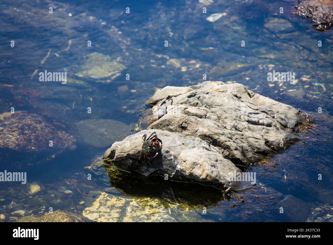 A close-up shot of a green crab on a rock in the water Stock Photo