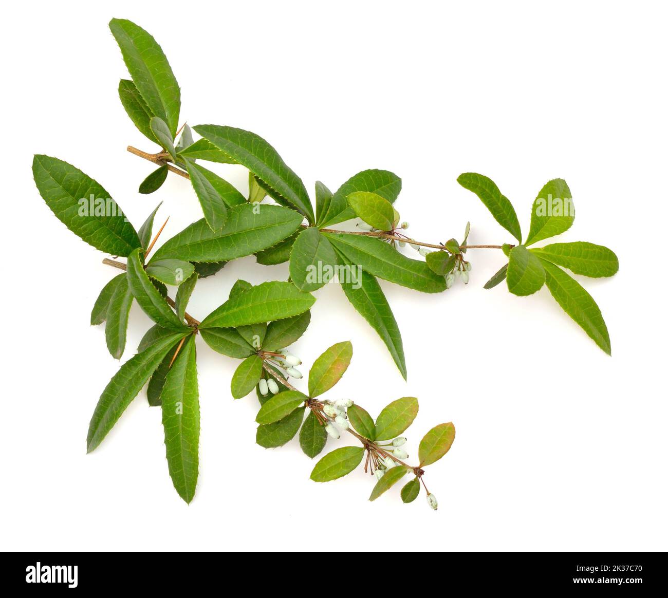 Berberis julianae, the wintergreen barberry or Chinese barberry. Isolated on white background. Stock Photo