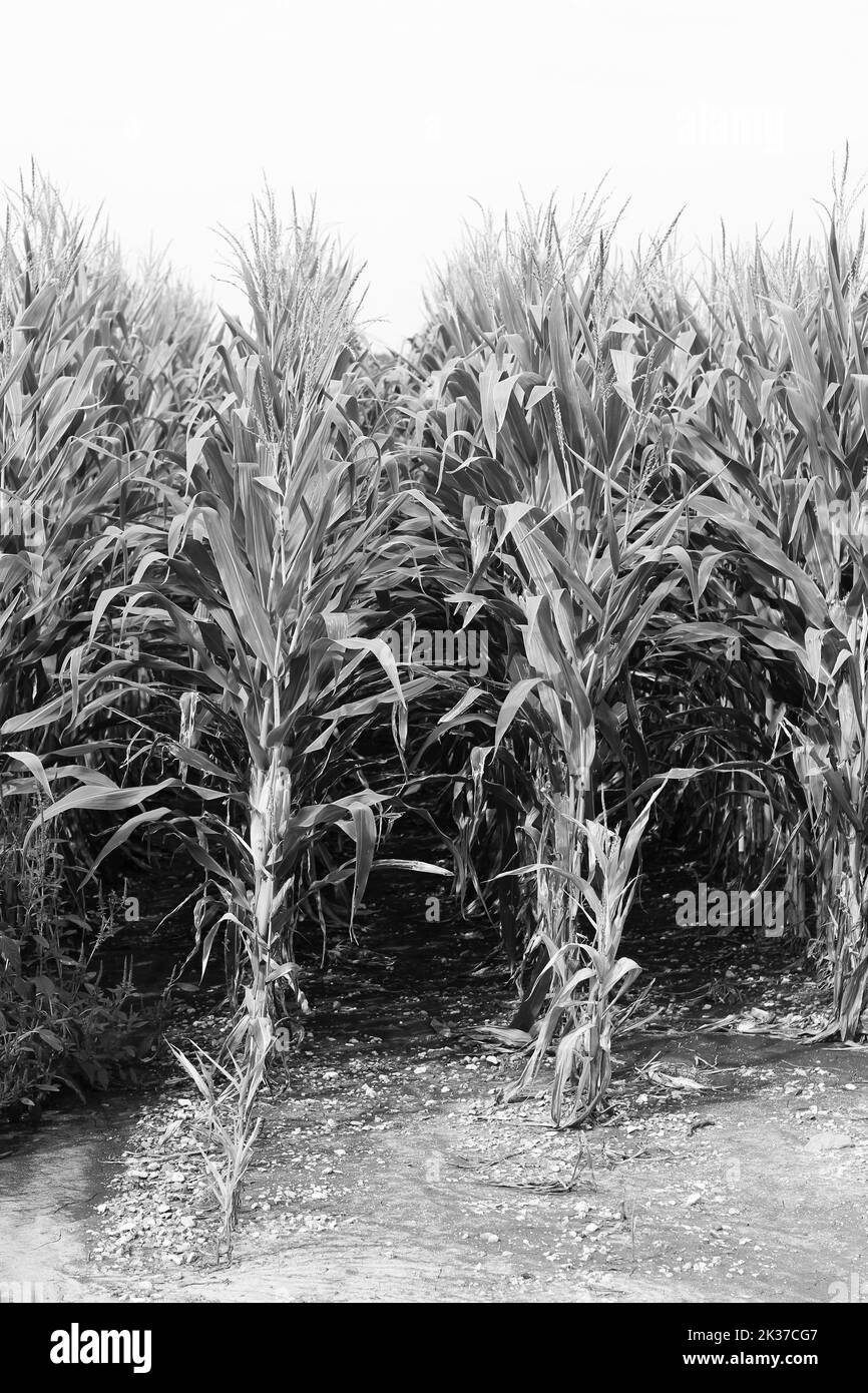 Typical common fields of corn growing in the late summer in a black and