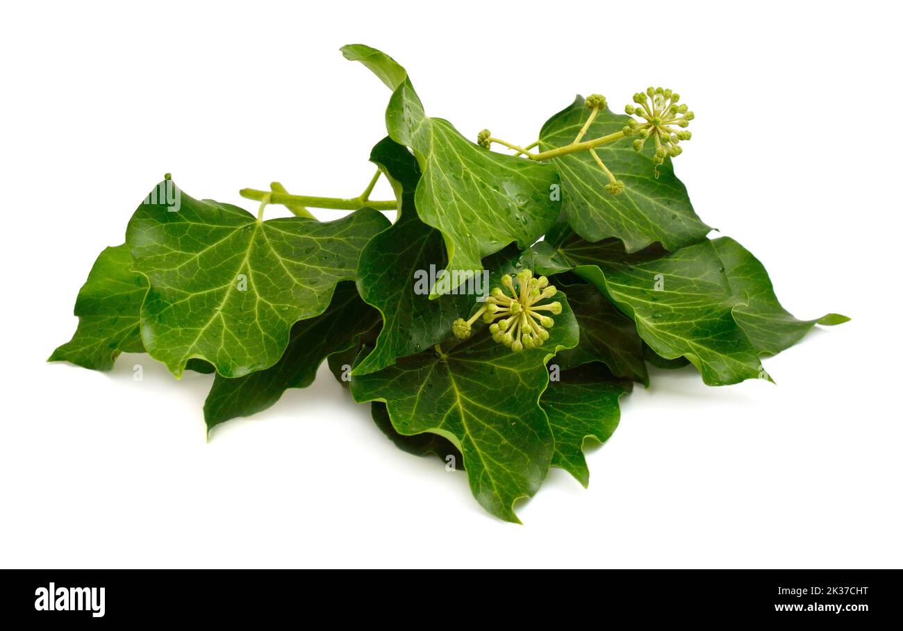 Hedera helix, English ivy, European ivy, or just ivy. Isolated on white background Stock Photo
