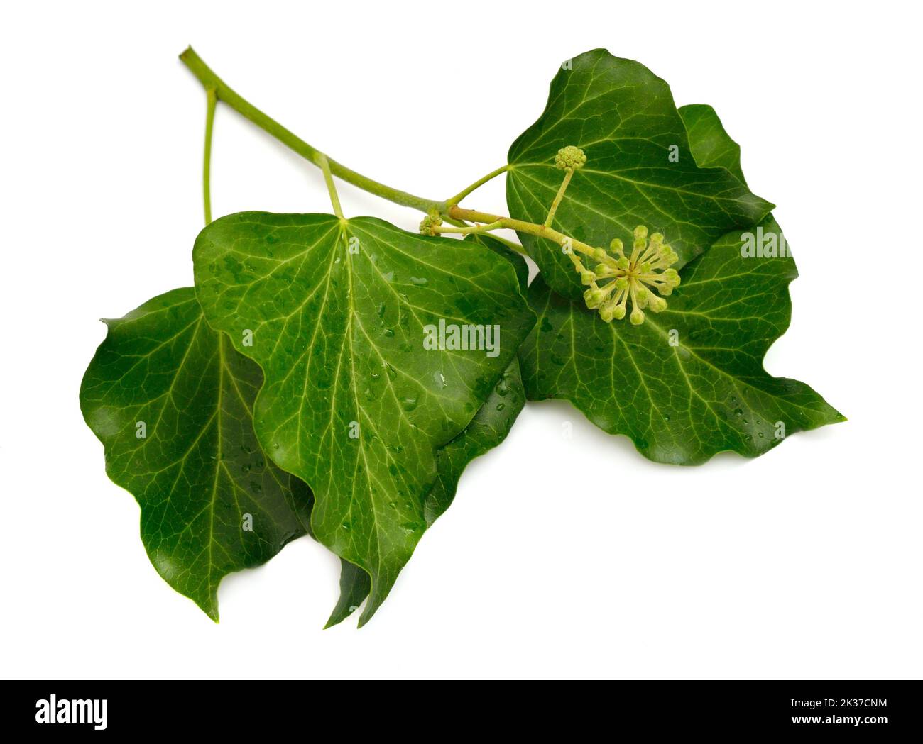 Hedera helix, English ivy, European ivy, or just ivy. Isolated on white background Stock Photo