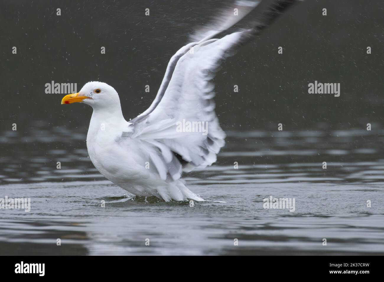 Western gull in Salmon River estuary, Knight Park, Lincoln County, Oregon Stock Photo