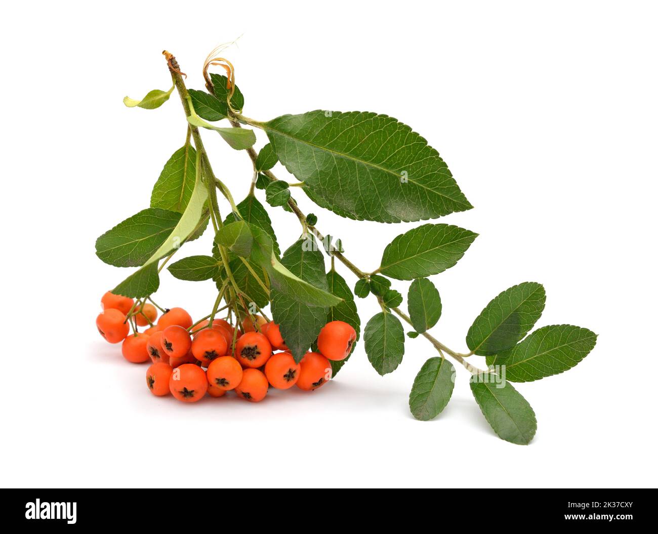 Pyracantha, common names firethorn or pyracantha. Isolated on white background Stock Photo