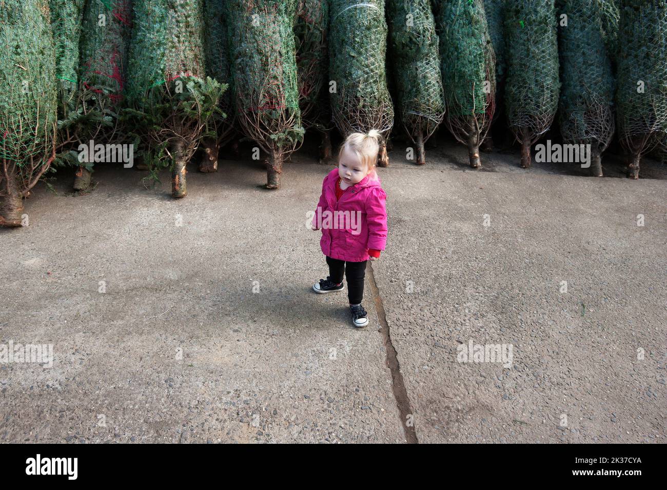 Little girl and Christmas trees Stock Photo