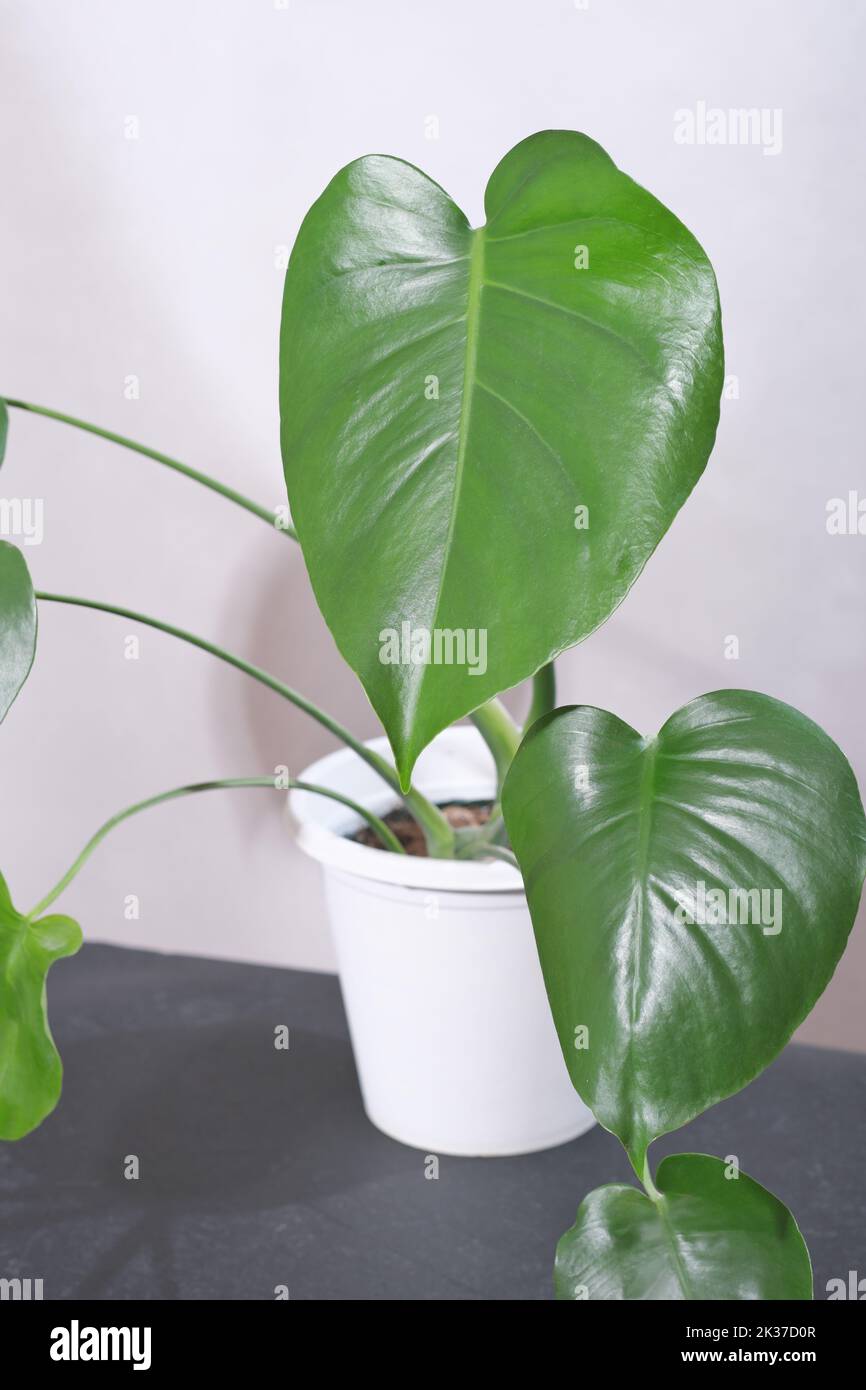 Monstera deliciosa potted hi-res stock photography and images - Alamy