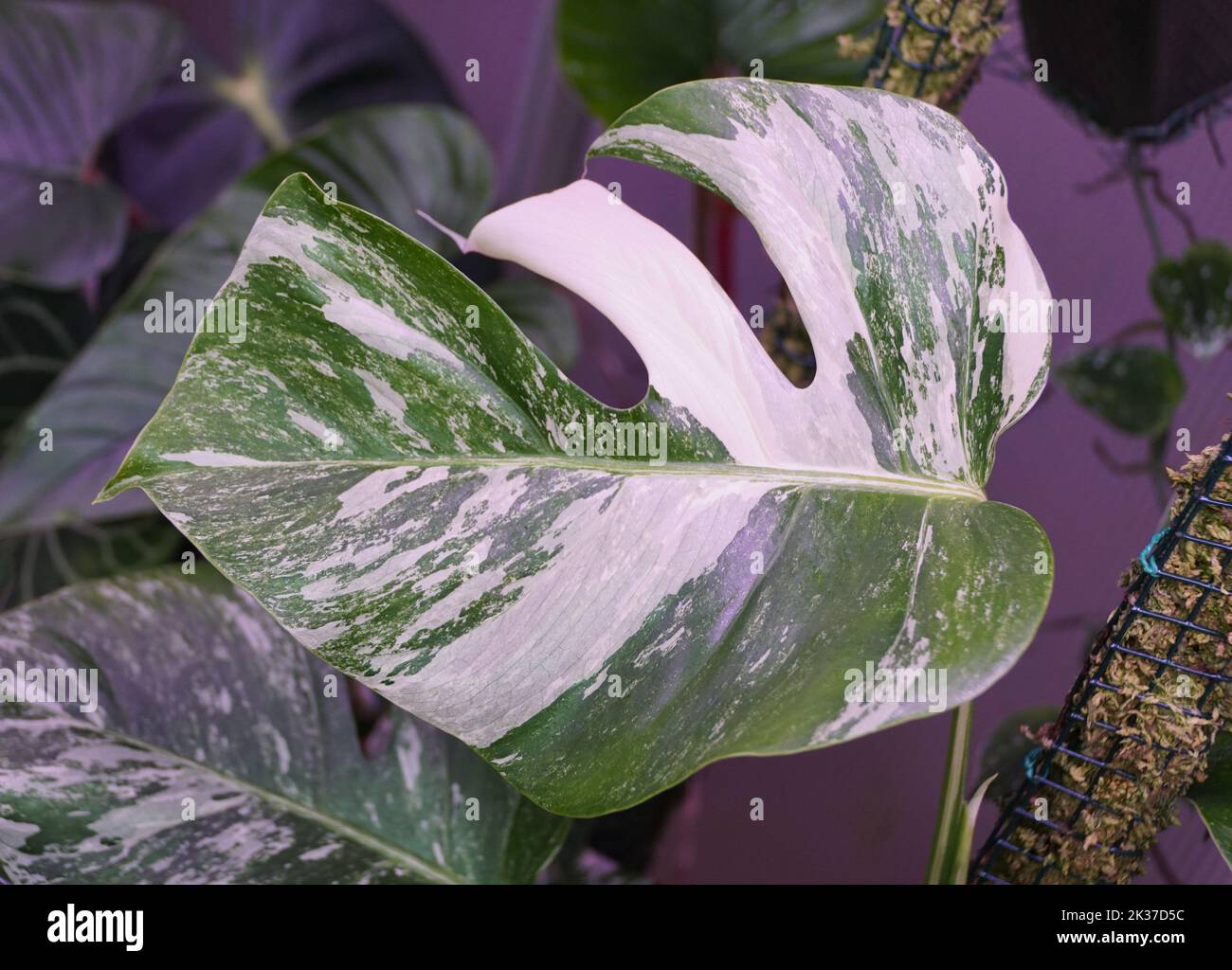 Beautiful variegated leaf of Monstera Albo Borsigiana, a rare and popular tropical houseplant Stock Photo