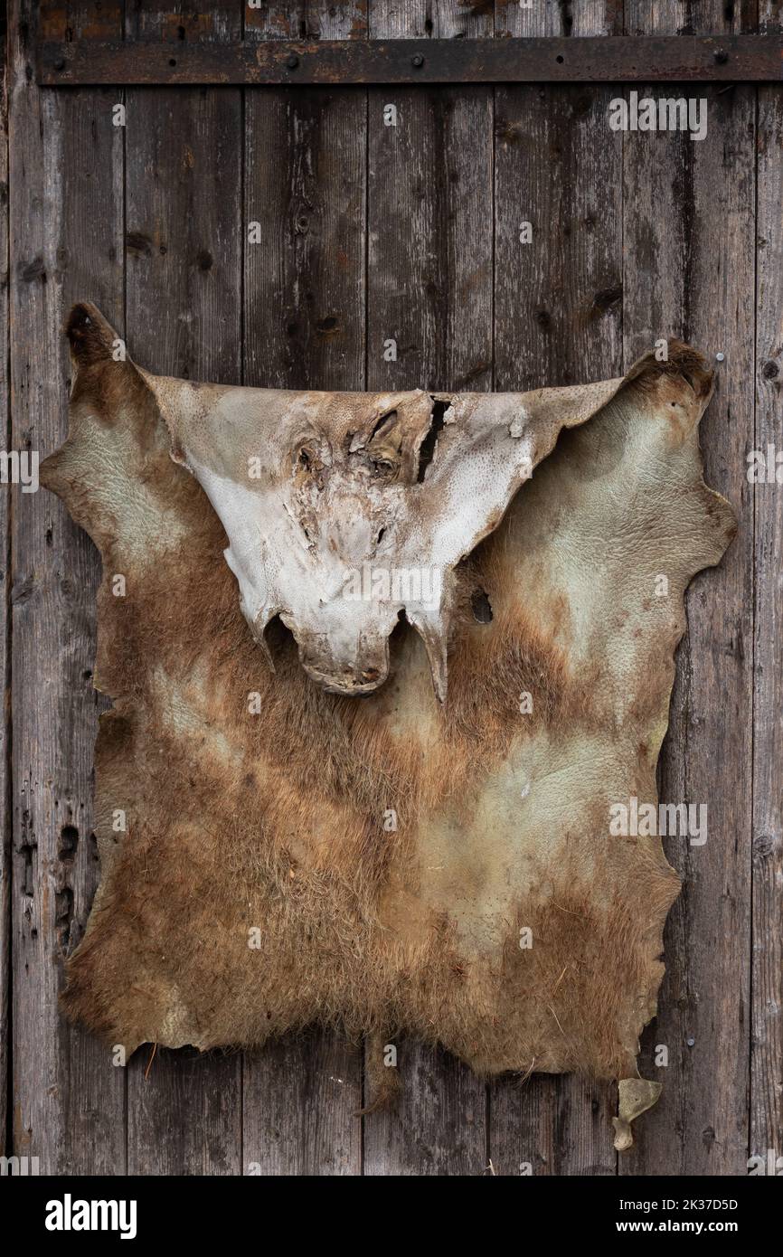 Wild boar skin hanging on a wooden wall Stock Photo