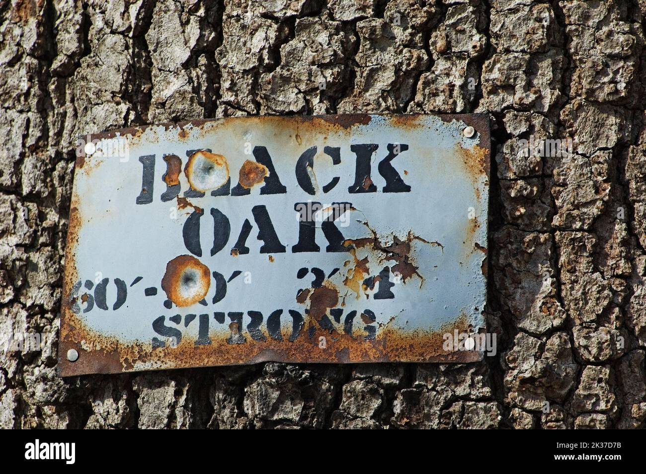 Black oak bark Stock Photo