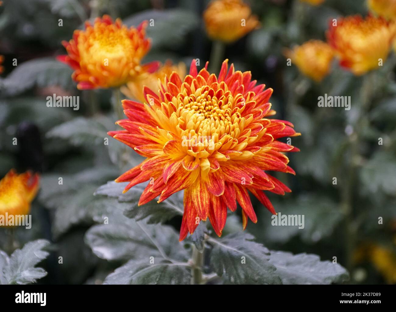 Close up of the red and yellow color of decorative mum 'Western Bushfire' flower Stock Photo