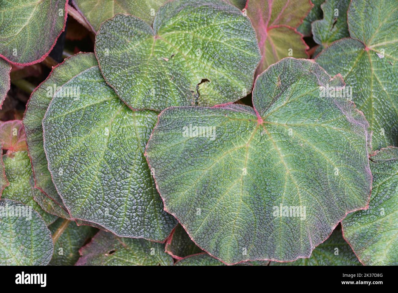 The green leaves of Begonia Art Hodes, a tropical plant Stock Photo