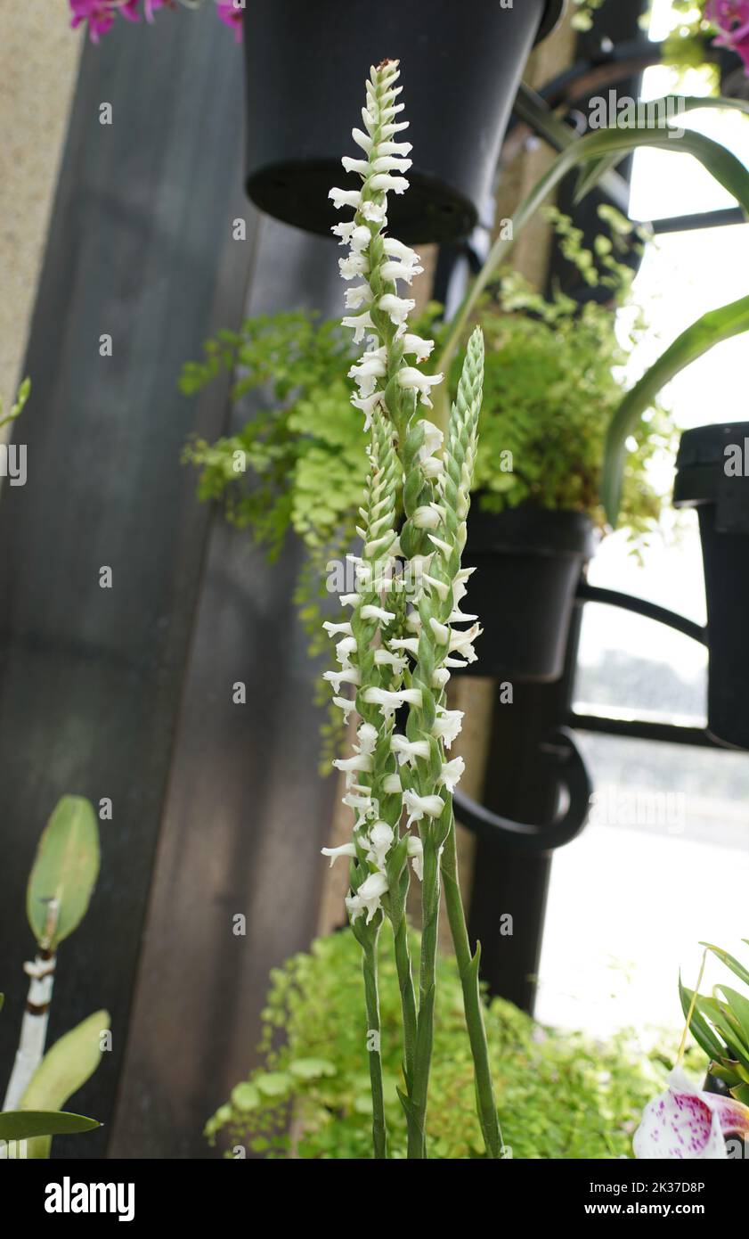 Beautiful tiny white color of Spiranthes Odorata 'Chadds Ford' orchids Stock Photo