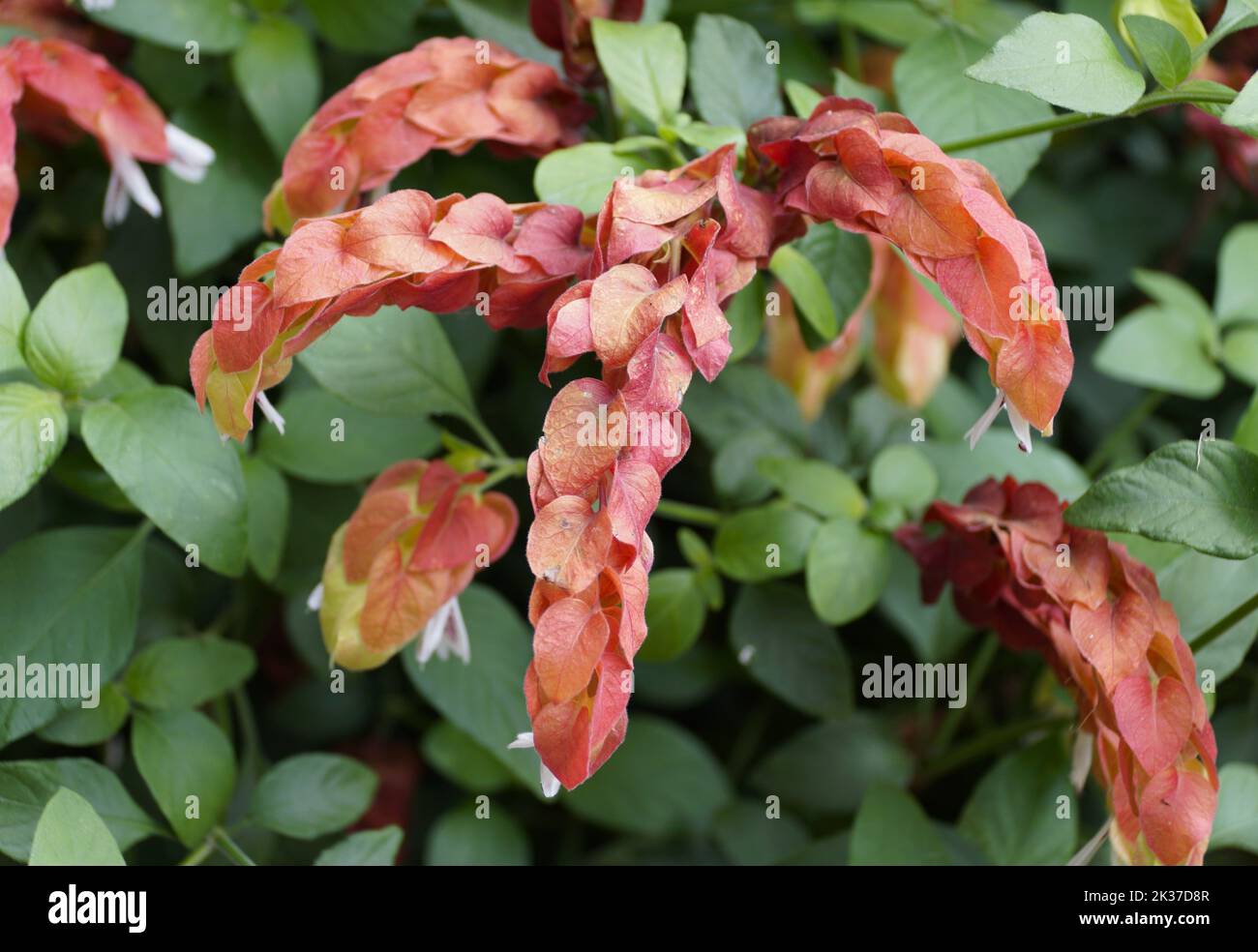 Unique shape and red flower of Shrimp plant with flowers that attracts hummingbirds Stock Photo
