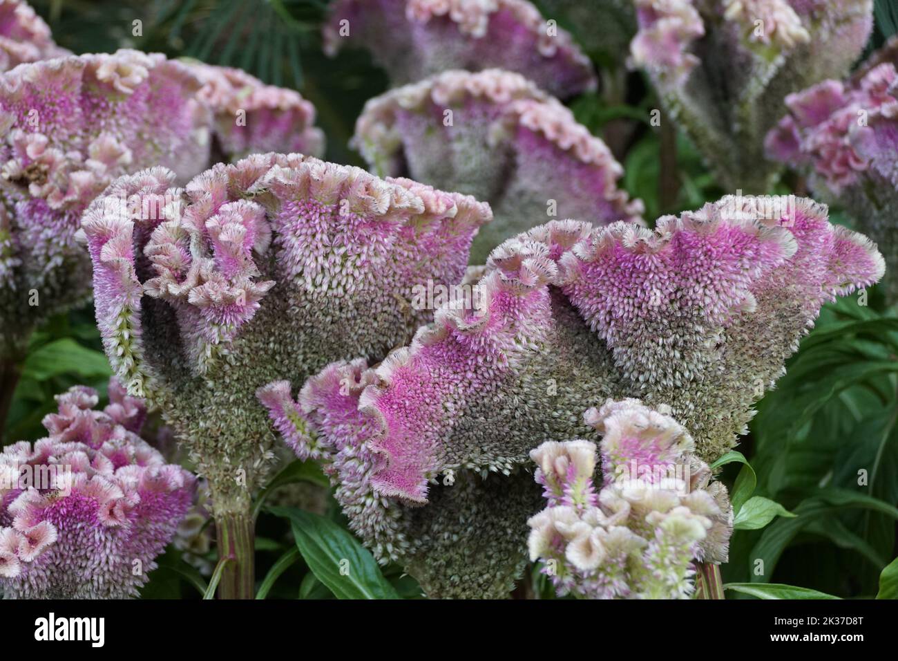 The light color of Celosia Argentea 'Bombay Purple', also known as ...