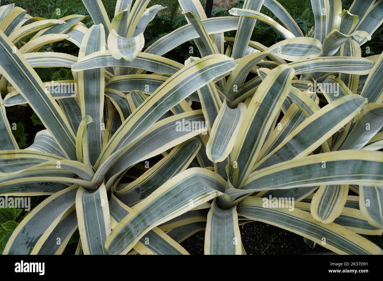 Vaiegated green and white leaves of Aechmea Chantinii 'Harvey's Pride' Stock Photo