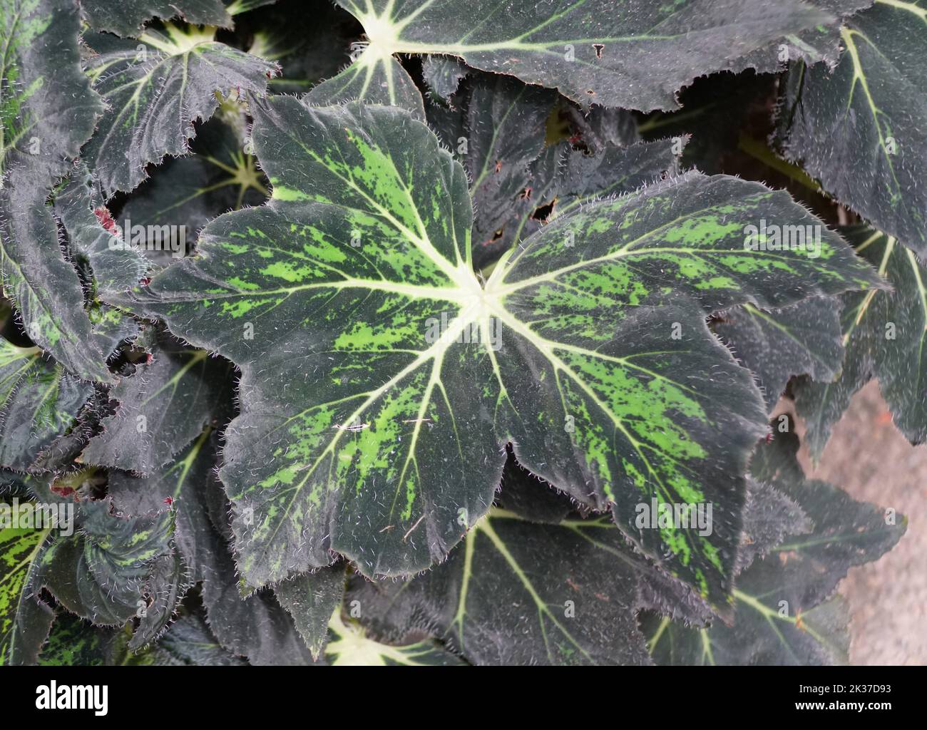 The dark green leaves of Begonia Palomar Prince, a tropical plant Stock Photo