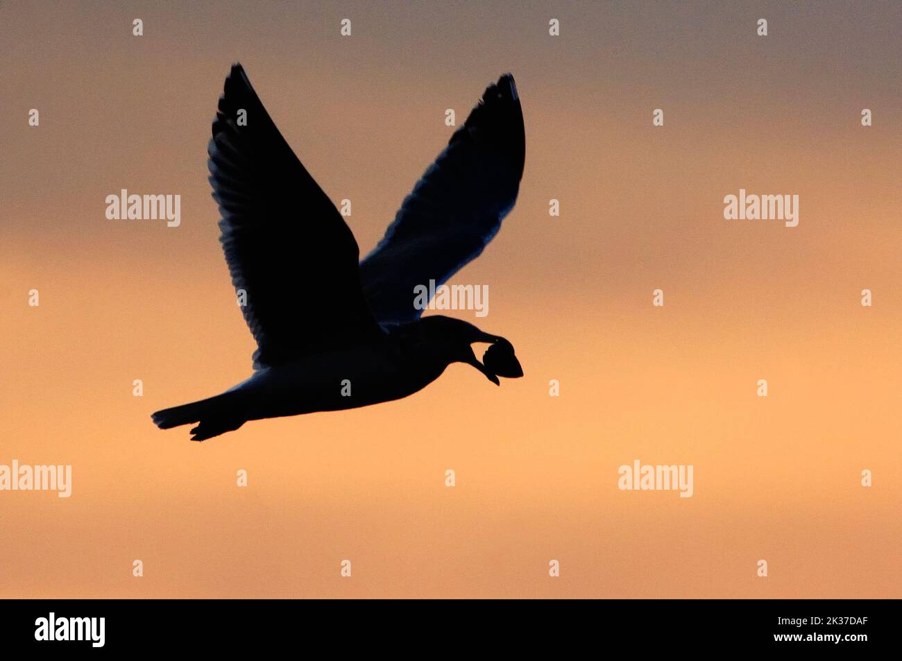 Herring Gull. Larus Argentatus. Nassau County. NY Herring gull silhouette hovering with clam. Stock Photo