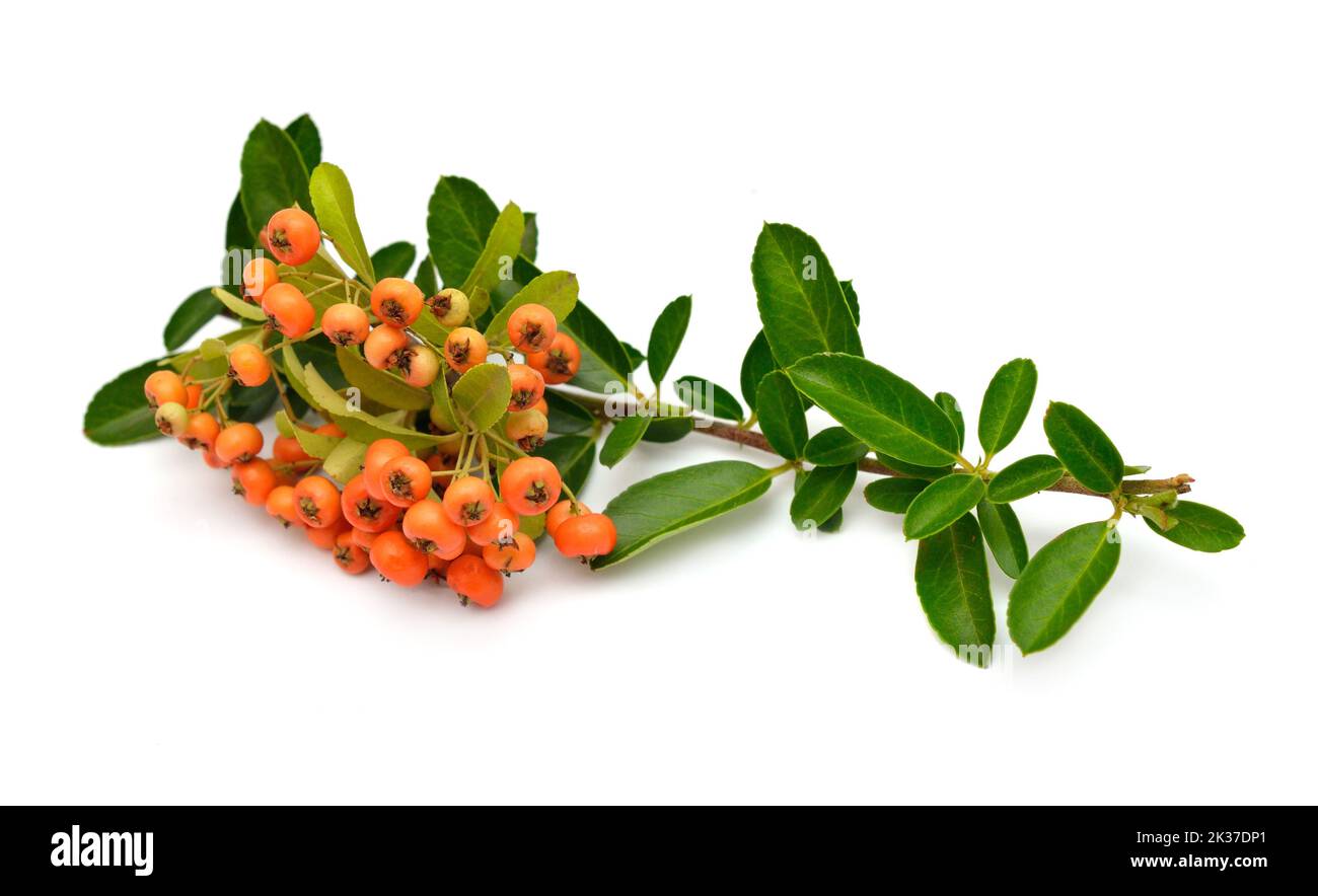 Pyracantha, common names firethorn or pyracantha. Isolated on white background Stock Photo