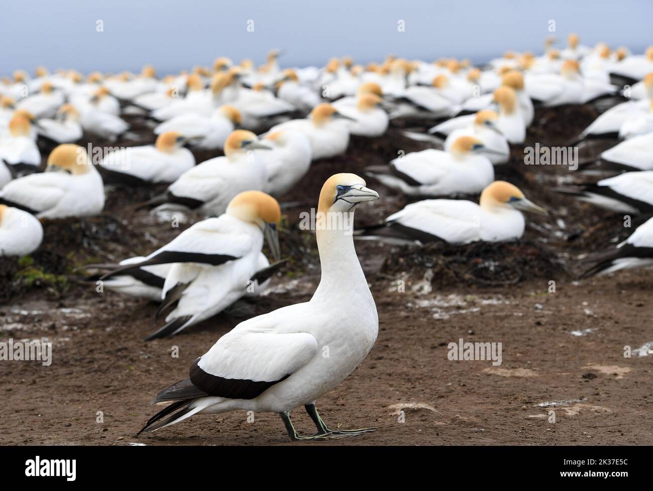 Hastings. 25th Sep, 2022. Photo taken on Sept. 25, 2022 shows gannets at Cape Kidnappers, New Zealand. The four gannet colonies at Cape Kidnappers located on the east coast of the north island of New Zealand are the largest mainland gannet colony in New Zealand, with an estimated 20,000 gannets living here. Adult gannets arrive at Cape Kidnappers around July every year to begin courtship and nest building. Credit: Guo Lei/Xinhua/Alamy Live News Stock Photo