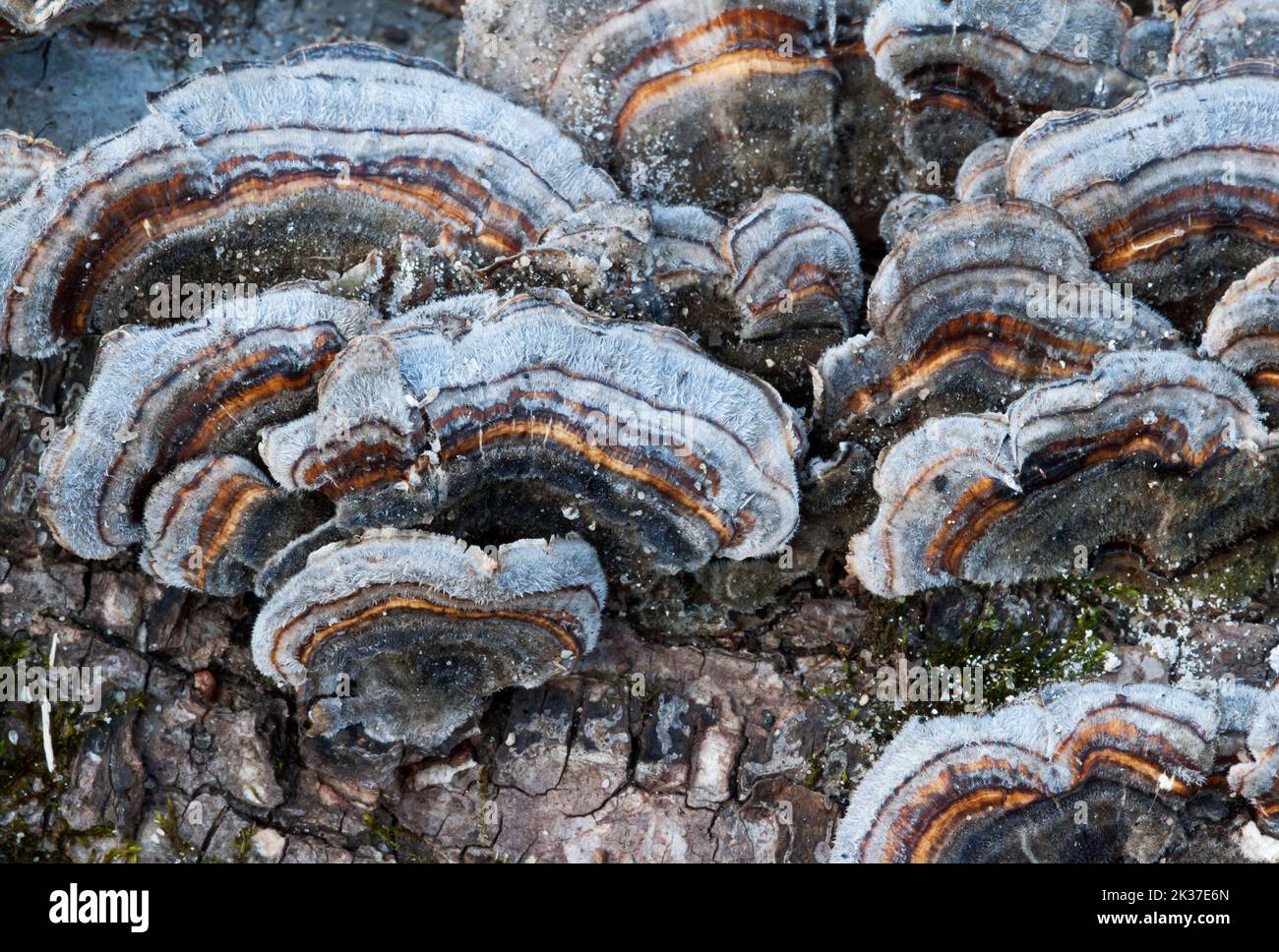 Turkeytail fungi 9Trametes versicolor) Stock Photo