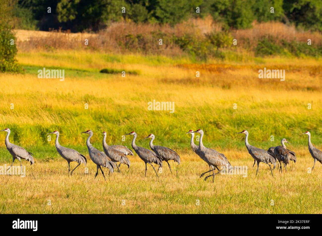 Sandhill crane (Grus canadensis), Ridgefield National Wildlife Refuge, Washington Stock Photo