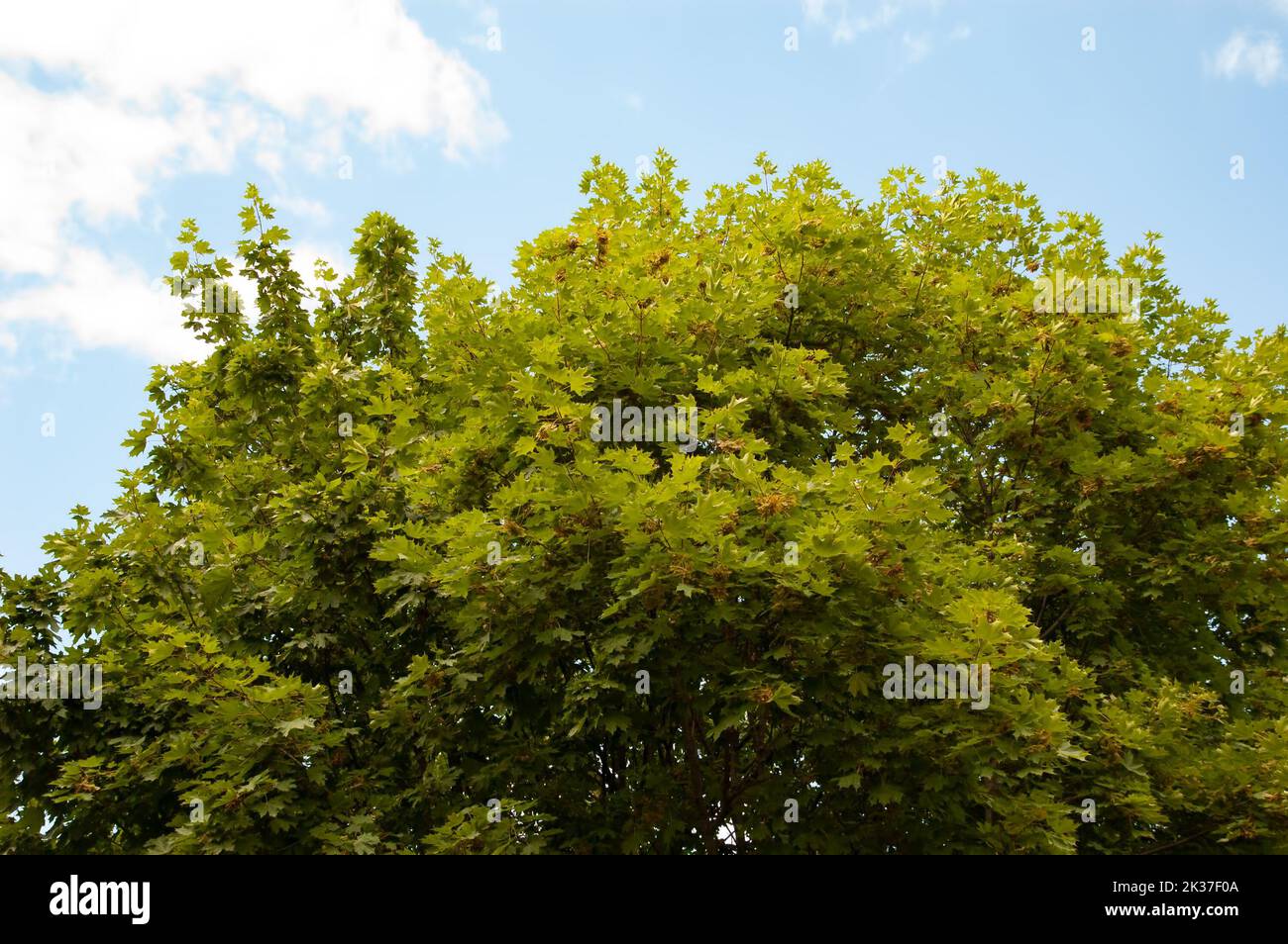 Maple branches with green leaves against the sky Stock Photo