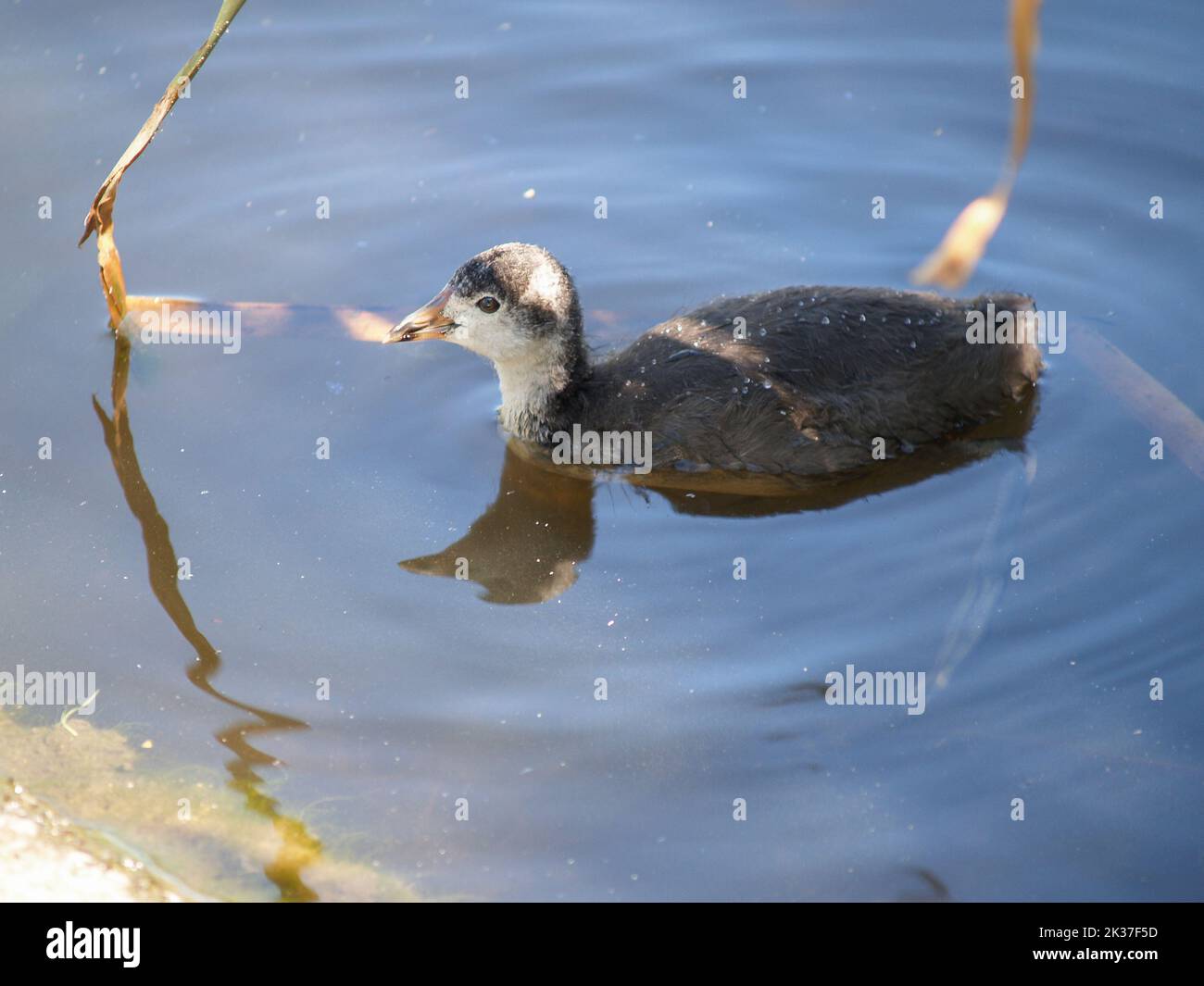 Juvenile pukeko swimming and reflected on swamp pond Stock Photo