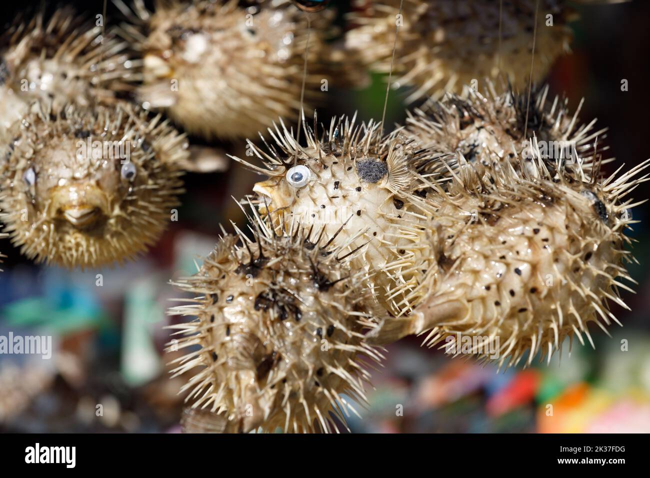 dried hedgehog fish hanging in a heap. High quality photo Stock Photo