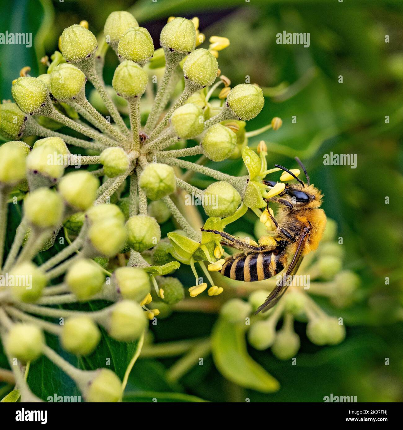 Ivy Bee Colletes hederae - a species of solitary miner bee - feeding on ivy flower Hedera helix on Clifton Down Bristol UK Stock Photo
