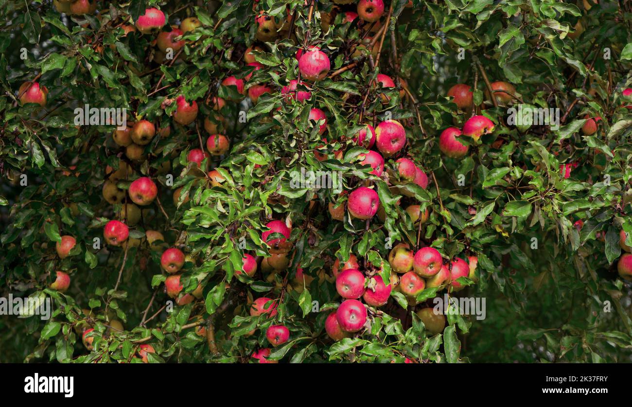 Large ripe red apples on a tree branch. Stock Photo