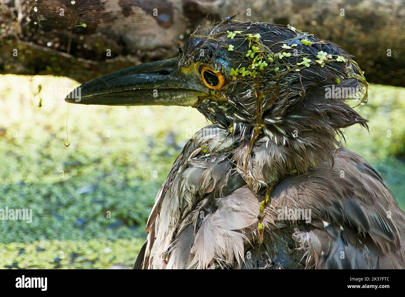 Juvenile yellow-crowned night heron covered in duckweed Stock Photo