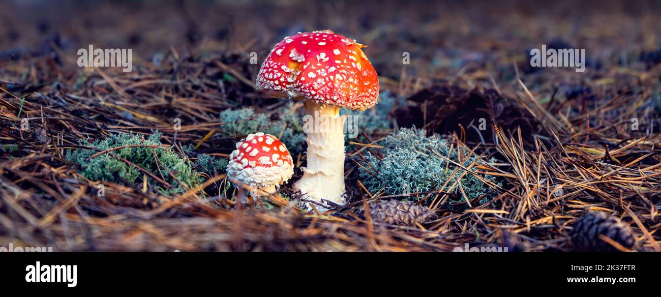Bright red fly agaric with white pimples in a forest clearing. Stock Photo