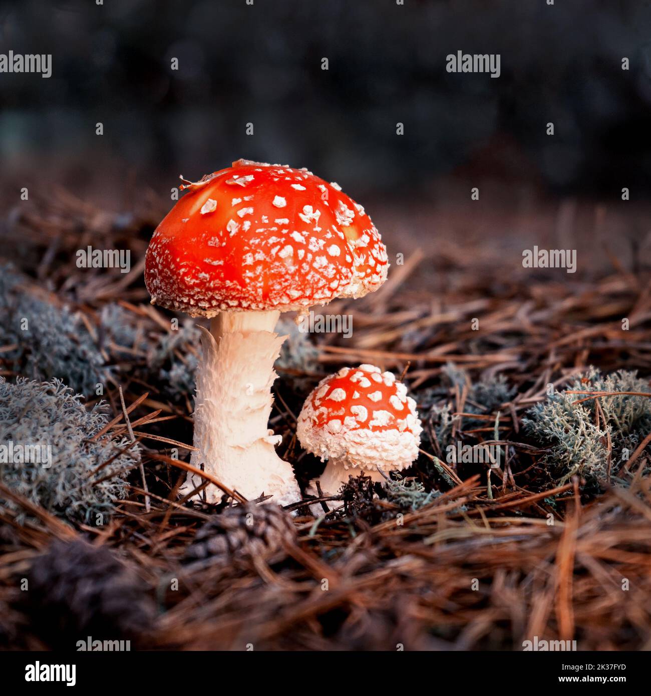 Bright red fly agaric with white pimples in a forest clearing. Stock Photo