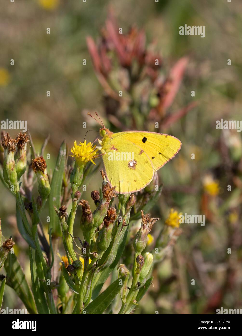 Clouded Yellow Coleus croceus feeding on the rayless form of Sea Aster A tripolium var discoideus a valuable source of nectar in autumn - Somerset UK Stock Photo