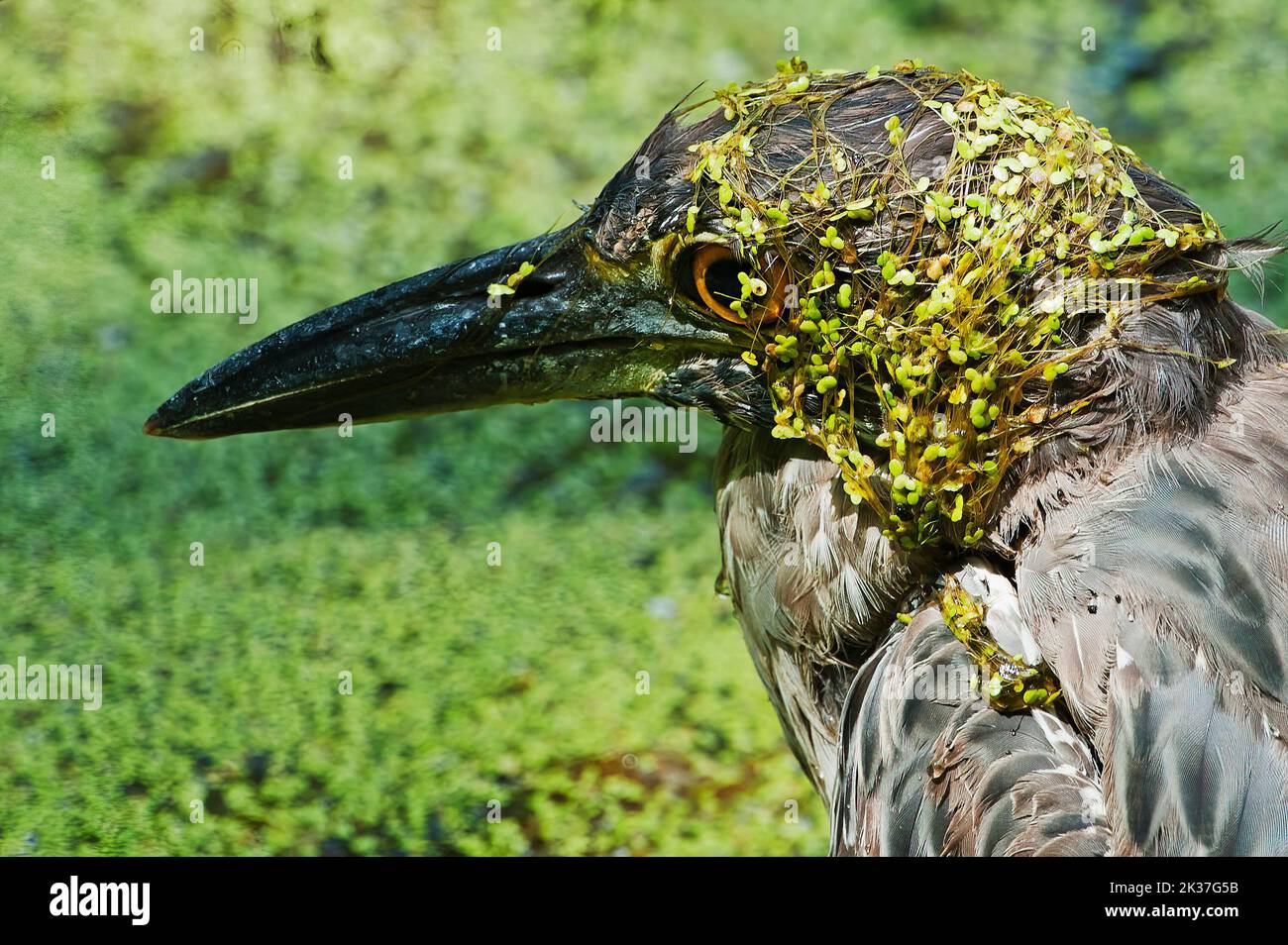 Juvenile yellow-crowned night heron covered in duckweed Stock Photo