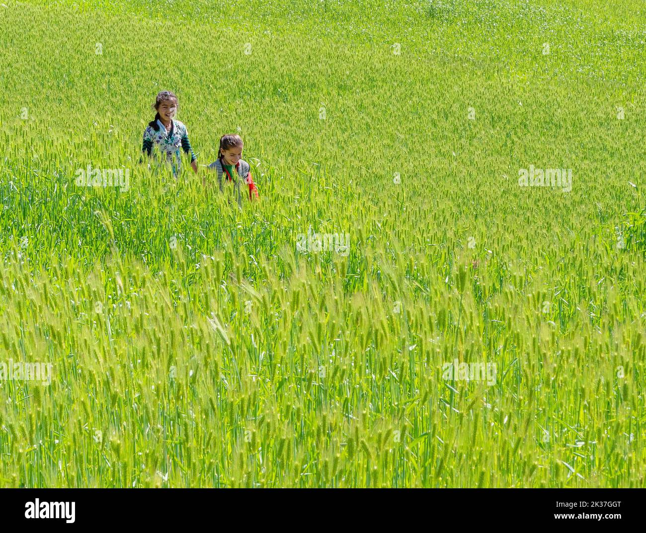 Happy smiling children walking home from school through lush fields of barley in the village of Supi Uttarakhand Northern India Stock Photo