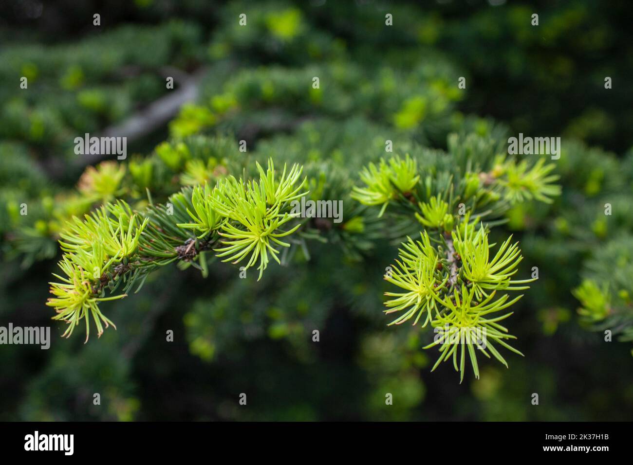 Bright green fresh needles of larch Larix decidua with soft focus background. Conifer tree branch Stock Photo