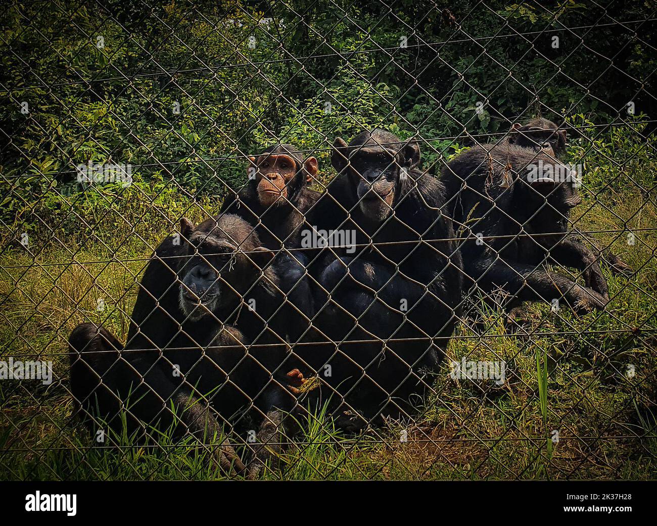 (220925) -- GOMA, Sept. 25, 2022 (Xinhua) -- Photo taken on Aug. 27, 2022 shows gorillas at the Virunga National Park in the northeastern Democratic Republic of the Congo (DRC). TO GO WITH 'Feature: Gorillas in NE DRC under shadow of war' (Str/Xinhua) Stock Photo